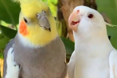 Watch in Awe as Colorful Canaries and Cheeky Parrots Bring Vibrant Joy and Hilarity to Your Day in this Side-Splitting Funny Video!