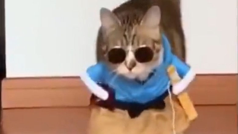 Crazy Cat Fashion Show: Watch as Hilarious Cats Strut Their Stuff in Outrageous Costumes!