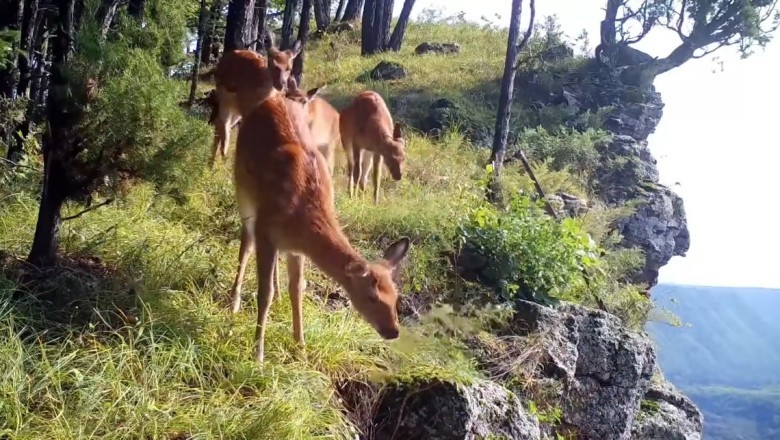 Daredevil Deer's Epic Cliffside Munching Adventure - You Won't Believe Your Eyes!