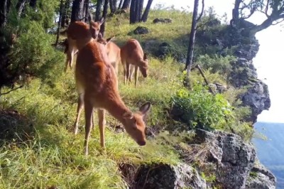 Daredevil Deer's Epic Cliffside Munching Adventure - You Won't Believe Your Eyes!