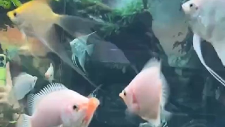 Dive into Hilarity: Watch as These Fish Swim Freely in Their Deluxe Fish  Pool!