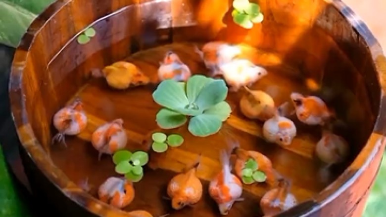 Hilarious Aquatic Antics Unfold: Watch These Fish Take a Hilarious Plunge into a Wooden Pool!