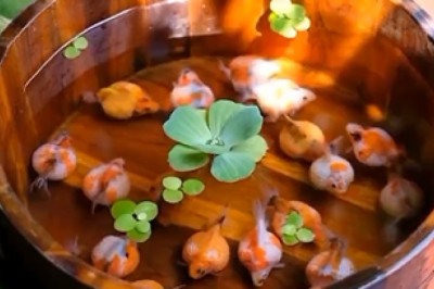 Hilarious Aquatic Antics Unfold: Watch These Fish Take a Hilarious Plunge into a Wooden Pool!