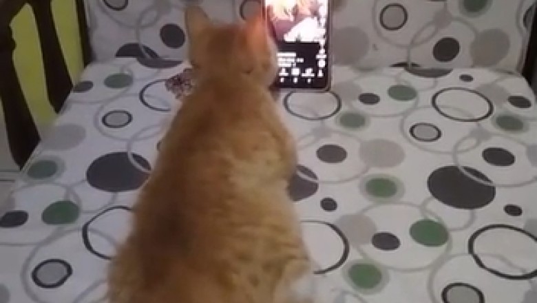 Hilarious Cat Goes Bonkers Over Phone: Watch as This Clever Feline Takes Phone Obsession to New Heights!