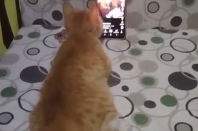 Hilarious Cat Goes Bonkers Over Phone: Watch as This Clever Feline Takes Phone Obsession to New Heights!