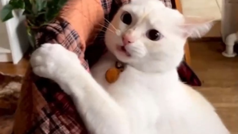 Hilarious Cats and Their Epic Fears - Prepare to Laugh Out Loud!