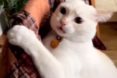 Hilarious Cats and Their Epic Fears - Prepare to Laugh Out Loud!