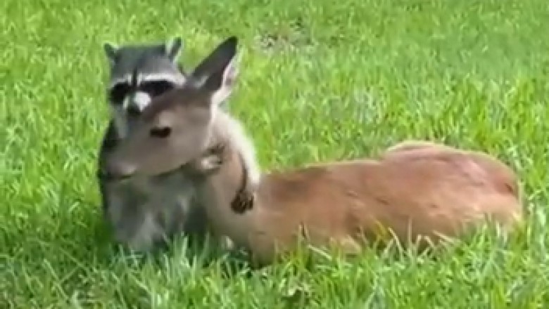 Hilarious Hijinks Unleashed: Watch as a Crafty Raccoon Engages in Playtime with an Unexpected Friend, a Deer!
