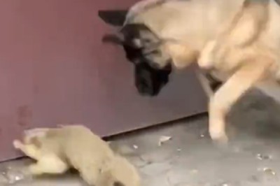 Hilarious Interaction: Prairie Dog's Mind-Blown Moment with Unexpected Dog Encounter!