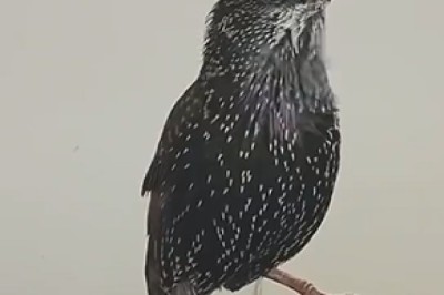 Hilarious Talking Bird Blows Minds with its Incredible Conversational Skills!