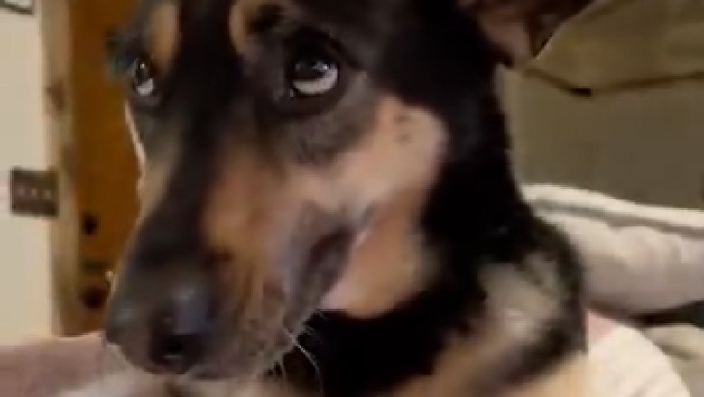 Hilariously Pessimistic Pooch Has Us in Stitches: Watch as This Dog's Lack of Optimism Steals the Show!