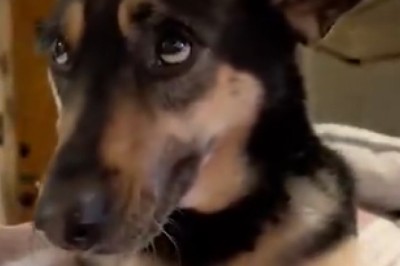 Hilariously Pessimistic Pooch Has Us in Stitches: Watch as This Dog's Lack of Optimism Steals the Show!