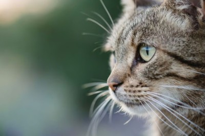 Landlord Steals Tenant's Cat, Court Awards Astronomical Damages in Groundbreaking Ruling