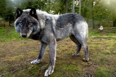 Their Bad Moods: The Most Aggressive Dog Breeds That Demand Your Caution!