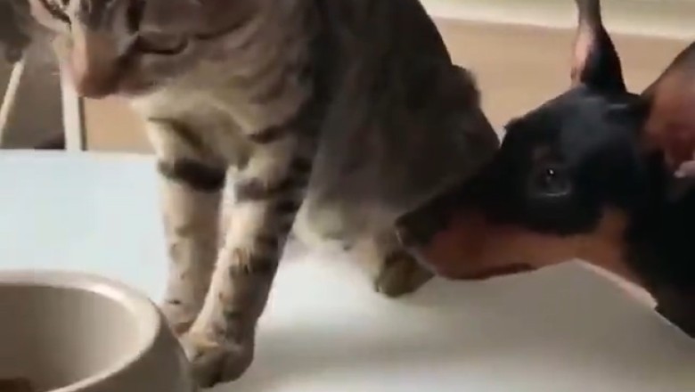 Unlikely Culinary Duo: Adorable Cat Takes the Lead in Feeding Hungry Doggo, and It's Just Purr-fect!