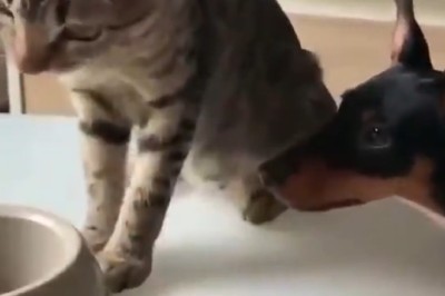 Unlikely Culinary Duo: Adorable Cat Takes the Lead in Feeding Hungry Doggo, and It's Just Purr-fect!