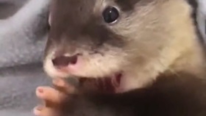 Adorable Mayhem: Beautiful Small-Clawed Otter Steals Hearts!