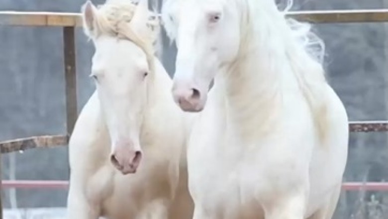 Equine Extravaganza: Hilarious Horse Hijinks in "Two Beautiful Horses"!