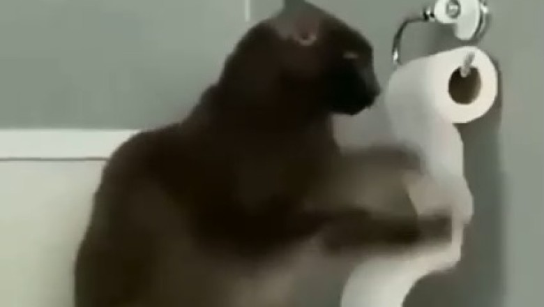 Hilarious Cat Takedown: Watch our Feline Friend Master the Art of Play!