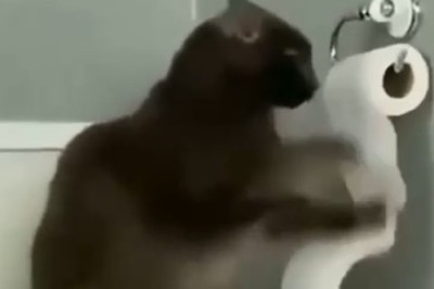 Hilarious Cat Takedown: Watch our Feline Friend Master the Art of Play!