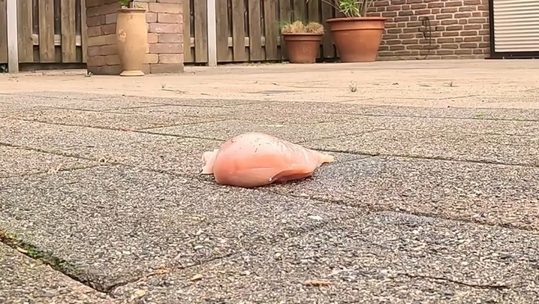 Hilarious Encounter: Crow Devours Chicken Meat!