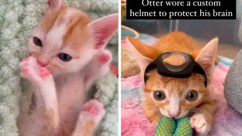 Incredible Friendship Between Three-Legged Kitten and Paw-some Companion Defies Odds and Inspires Hearts!