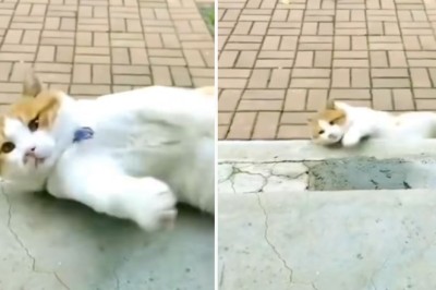 LOL at These Hilarious Videos of Crazy Cats - Guaranteed to Go Viral!