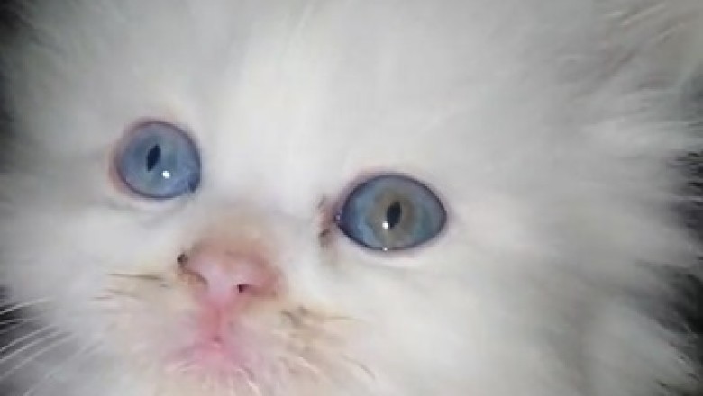 Pawsitively Adorable: Miniature Cat Takes the Internet by Storm in This Hilarious Video!