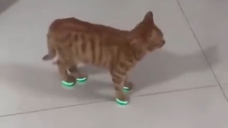 Pawsome Fashion Alert: Hilarious Cat Struts Its Stuff in Fashionable Cat Shoes!