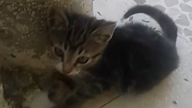 Adorable Tiny Cat Takes Fun to a Whole New Level – Prepare for Cuteness Overload!