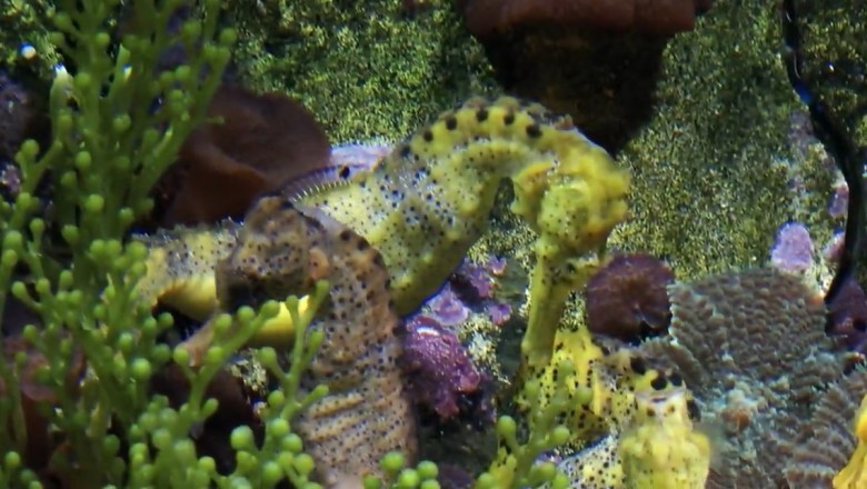 Believe It or Not: Fish That Look Like Ducks and Horses Will Leave You in Awe!