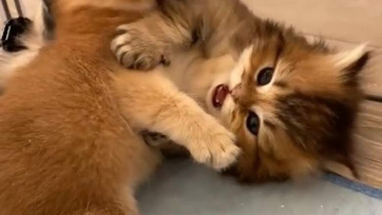 Cutest Cat Quarrel Ever! Adorable Kittens Trade 'Paw-some' Insults!