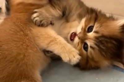 Cutest Cat Quarrel Ever! Adorable Kittens Trade 'Paw-some' Insults!