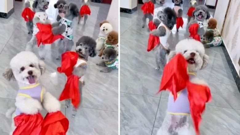 Dancing Dogs Melt Hearts in Viral Video Sensation - Prepare for Cuteness Overload!