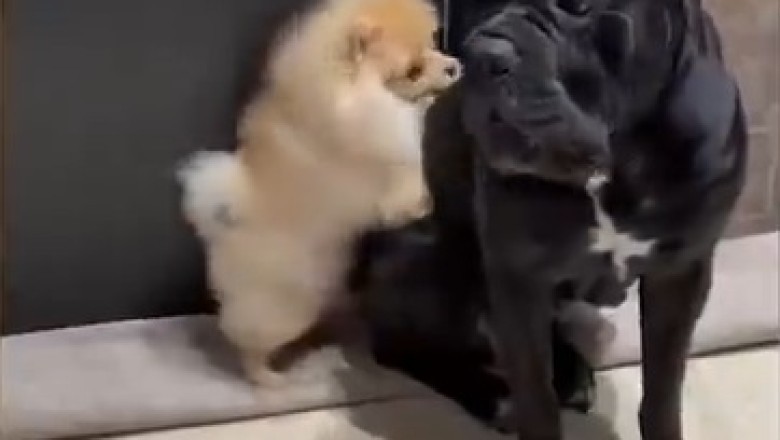Epic Battle of Tiny Titans: Watch as a Small Dog Takes on a Huge Dog in the Ultimate Pint-Sized Showdown!