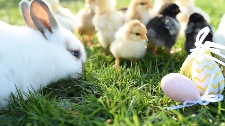Feathered Surprise! Rabbit Discovers New Buddies While Grazing!