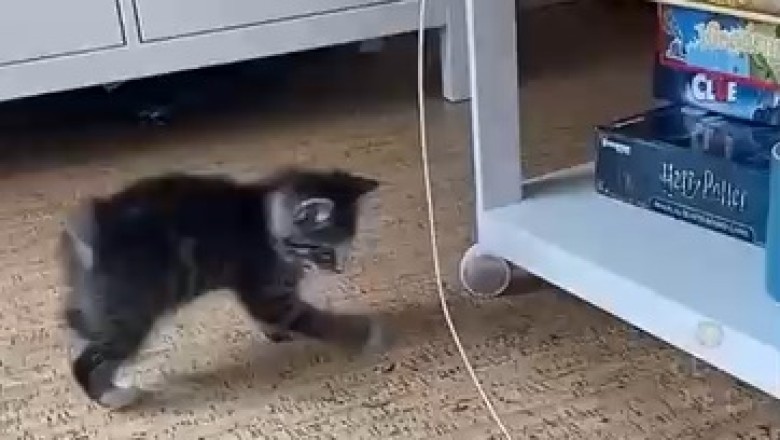 Feline Fiasco: Hilarious Cat Goes All Out in Epic Quest to Catch a Devious String!