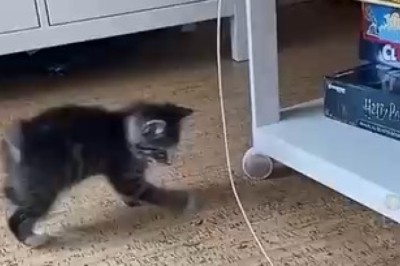 Feline Fiasco: Hilarious Cat Goes All Out in Epic Quest to Catch a Devious String!