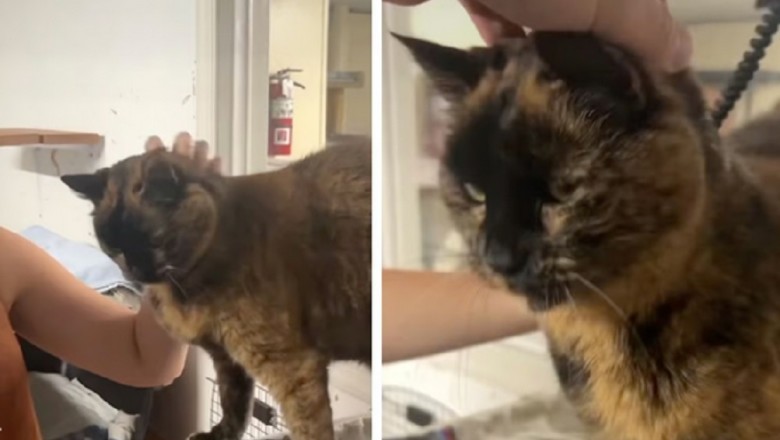 Heartbreaking: Elderly Cat Abandoned for a Kitten, His Resilience Will Bring You to Tears