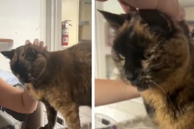 Heartbreaking: Elderly Cat Abandoned for a Kitten, His Resilience Will Bring You to Tears