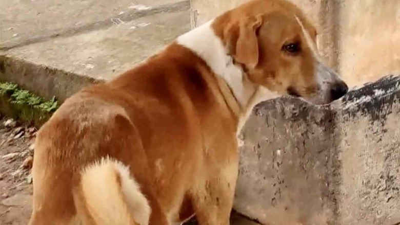 Heartbreaking Loyalty: Ramu's Four-Month Vigil Outside the Morgue Door