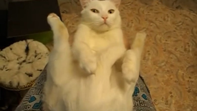 Hilarious Cat Thinks It's James Bond, Attempts Stealth Mode with DIY Cover-Up!