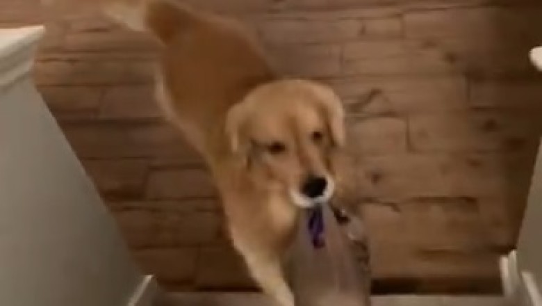 Hilarious Dog Caught in a Mission: Watch as this Clever Pooch Masters the Art of Staircase Tidying!