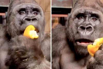 Hilarious Gorilla Video Goes Viral: Ape's Unexpected Flatulence Leaves Internet in Stitches!