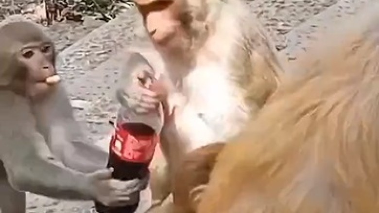 Hilarious Monkey Meltdown: Epic Battle Ensues as Mischievous Monkeys Fight Over Coca-Cola!