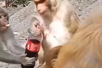 Hilarious Monkey Meltdown: Epic Battle Ensues as Mischievous Monkeys Fight Over Coca-Cola!