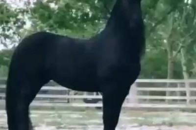 Incredible Equine Power Unleashed: Witness the Astonishing Superpowers of a Hilarious Horse!