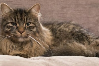 Incredible Journey: Lost Cat Reunites with Owner After Five Years!