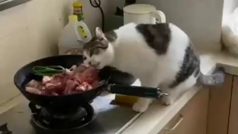 Infiltration Fiasco: Watch in Amusement as a Mischievous Cat Masters the Art of Cooking with its Paws!