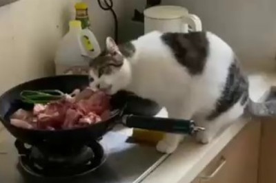 Infiltration Fiasco: Watch in Amusement as a Mischievous Cat Masters the Art of Cooking with its Paws!